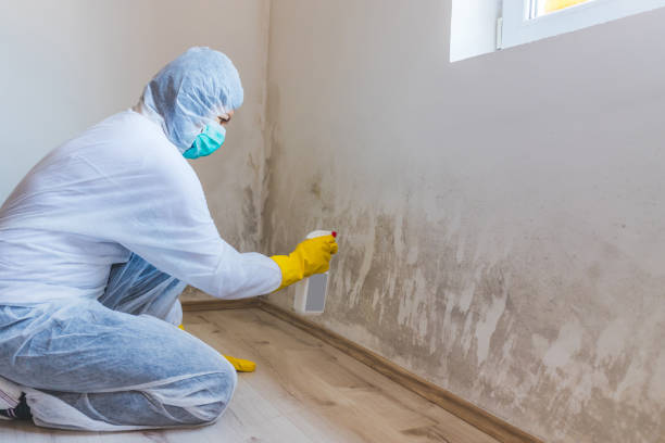 Professional mold removal team in Saint Petersburg