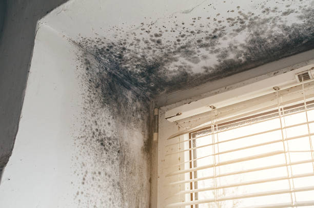 Mold Removal service in Saint Petersburg